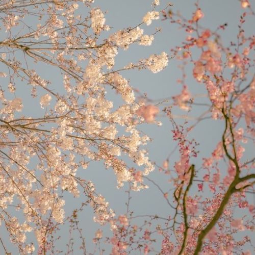 spirng-flowers2